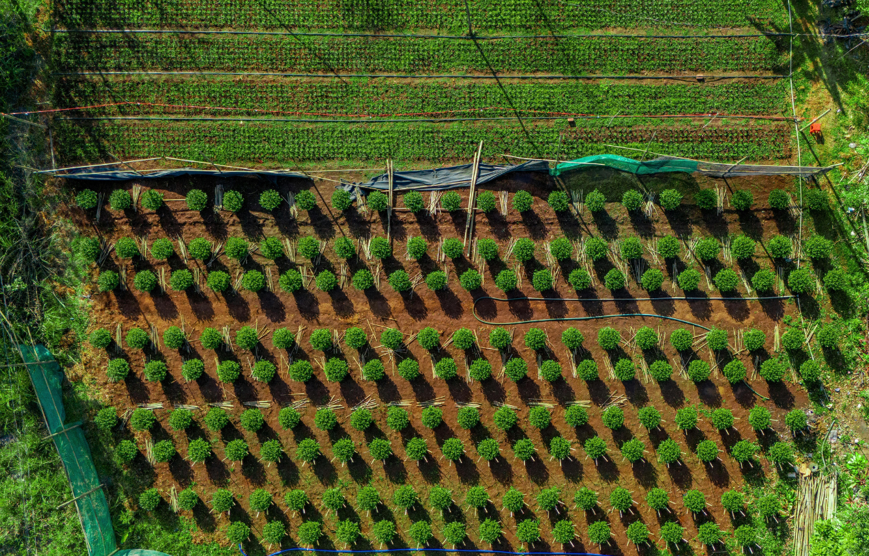 ปฏิวัติการเกษตร บริหารจัดการผลผลิตให้ดีขึ้นด้วยระบบ ERP